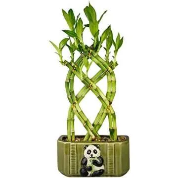 Shirley's Favorite Easy Care Plants