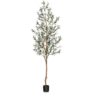 7 feet tall olive tree