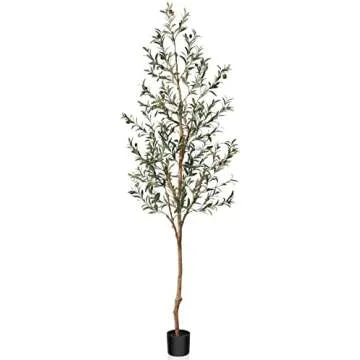 7 feet tall olive tree
