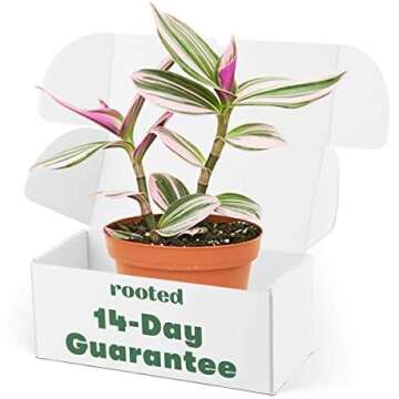 Outdoor Garden and All Thing Front/Back Yards