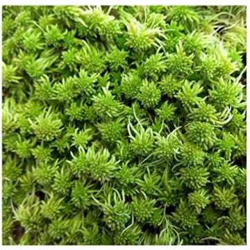 Buy live Sphagnum Moss for your Carnivorous Plants