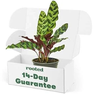 Dog Safe House Plants