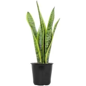 Must have items to improve the air quality in your home