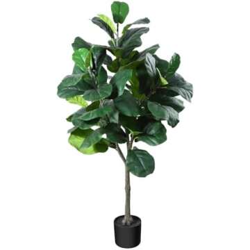 Plants Indoor - Outdoor