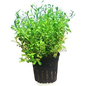 Makeup Mobster Fish Tanks