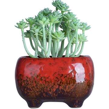 Macetas para suculentas y cactus