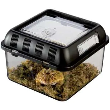 Bearded Dragon Feeding Items