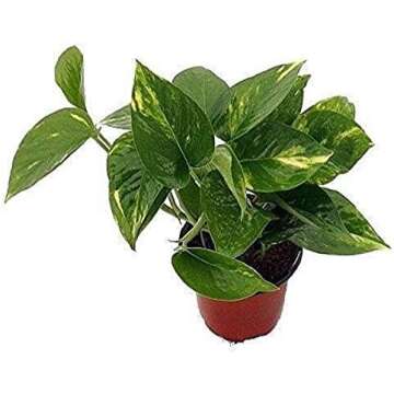 Guide to a Brooklyn Apartment