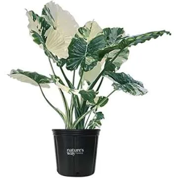 Indoor plant bbs🪴