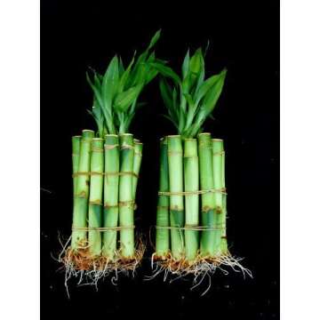 TEA LOVER ‘S DREAM