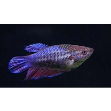 Live Betta Fish