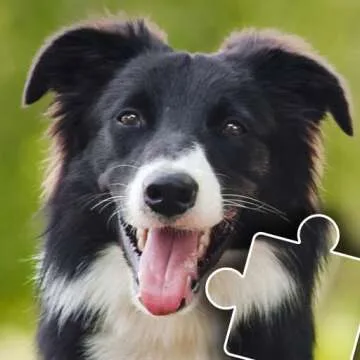 Puzzles and Flash Cards