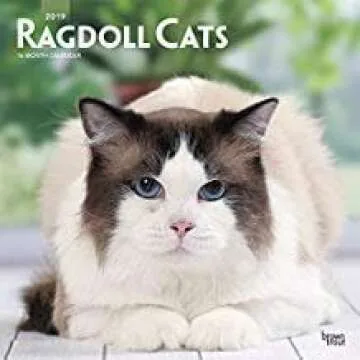 Ragdoll Cat Calendars/Planners