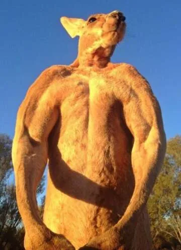 The Premiere of "Kangaroo Dundee" Featuring Roger the Ripped Kangaroo
