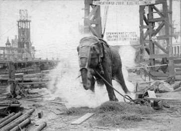 The Tragic Tale of Topsy the Elephant and Her Electrocution