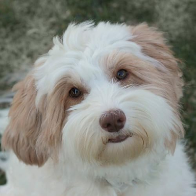 Bainbridge Labradoodles Profile