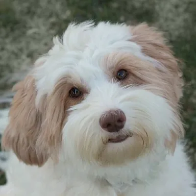 Bainbridge Labradoodles