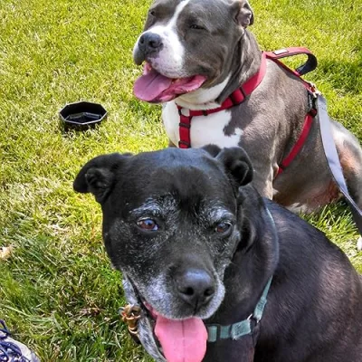 Non Toxic Ethical Safe Products & Goodies for Dogs, Cats, Horses