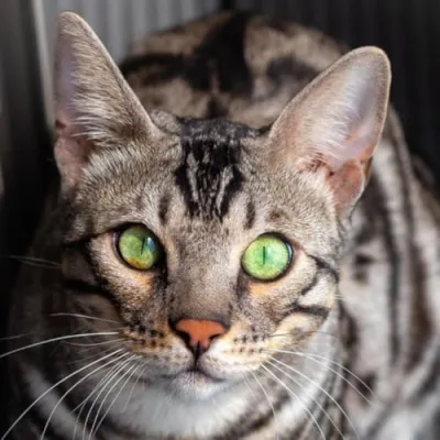 Gato Bengal