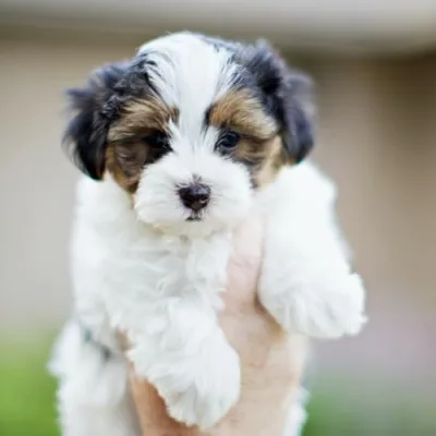 The Official Habibi Bear Shop