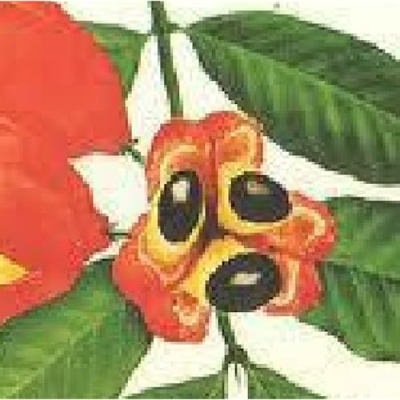 Jamaican Diaspora Profile