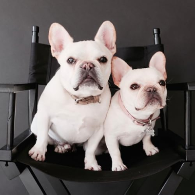 Where's The Frenchie Profile