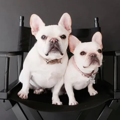 Where's The Frenchie