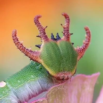 Macro Micro World Photography