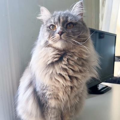 Sprinkle the Siberian Profile