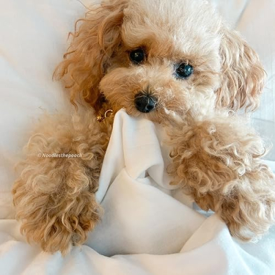 Noodlesthepooch Profile