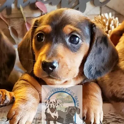 Whispering Pines Farm Miniature Dachshunds