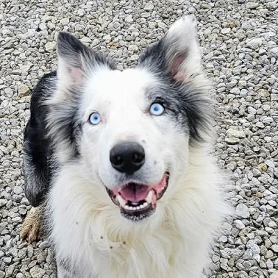 Jen Hinkle/Brisby Bordoodles