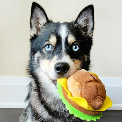 Levi the Pomsky Profile