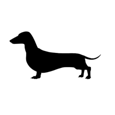 Dachshunds of Instagram Profile