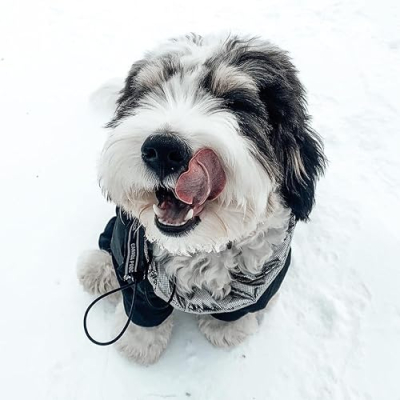 Oliver the Mini Bernedoodle Profile