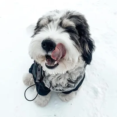 Oliver the Mini Bernedoodle