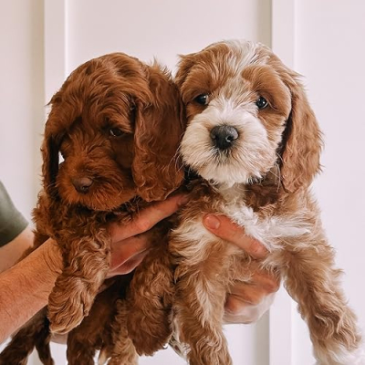 Desert Sky Doodles Profile