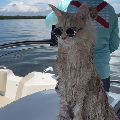 Rocco and the kitty cats Profile