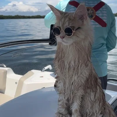 Rocco and the kitty cats