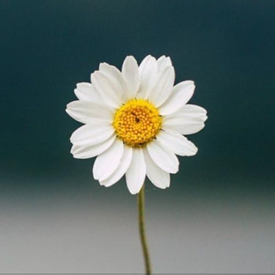 ✅️ Vic's Picks Profile