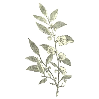 Ashley Felts - A few of my favorite things! Profile