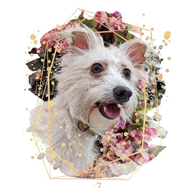 Daisy Drop Shop Profile