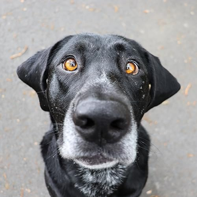 Viking the Lab Profile