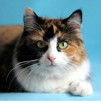 Kriska Siberians and Devons Profile