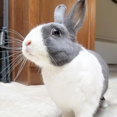 Chester the Dutchie Profile