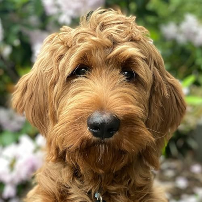 KOOPA DOODLE Profile