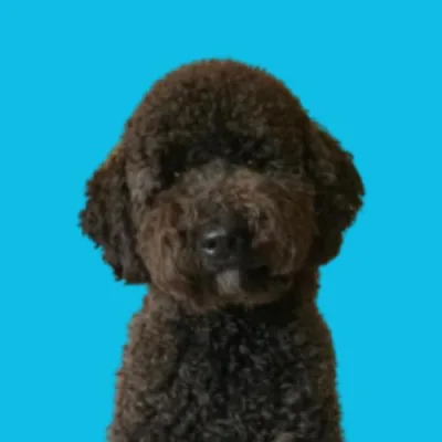 Eddie The Double Doodle