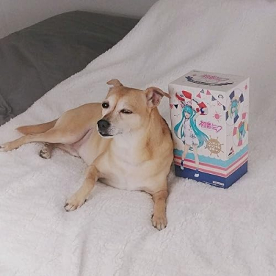 Mangoe Cos' Store Profile