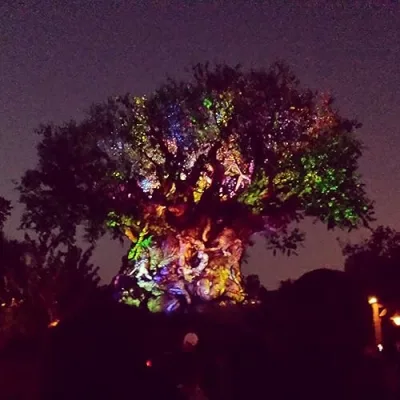 Tea Rose's Amazon Favorites