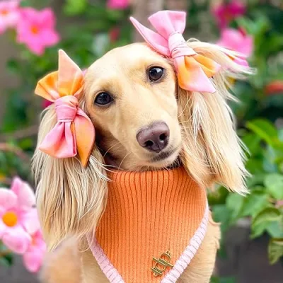 Clementine the Dachshund